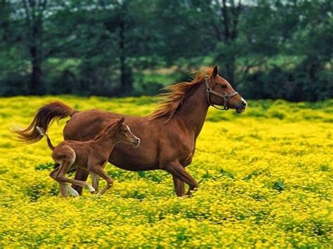 Horse Hd Funny Wallpapers Horses Horse Pictures Horse Wallpaper
