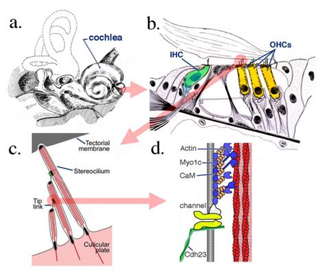 Anatomical Details Of Inner Ear Cochlea And Organ Of Corti The Sense