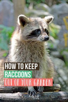 Without a place to nest, raccoons won't be interested in sticking around for very long. How To Get Rid of Raccoons | Getting rid of raccoons ...