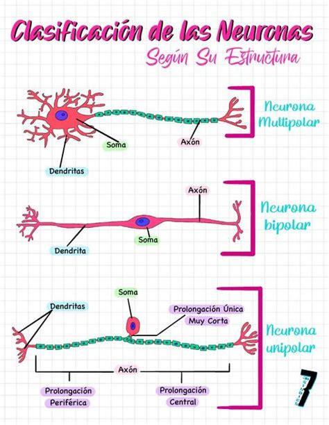 Clasificación De Las Neuronas Según Su Estructura Salud Neurona Udocz