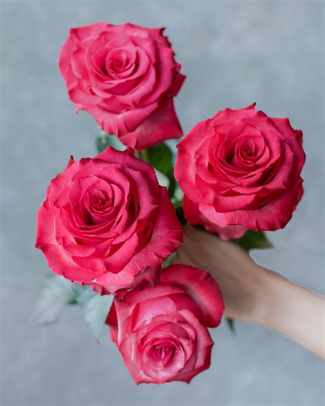Lola Hot Pink Rose Rosas Del Corazón
