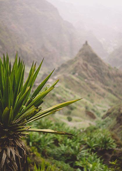 Agave Plants In Front Of Lombo De Pico Rock In Xo Xo Valley Trekking