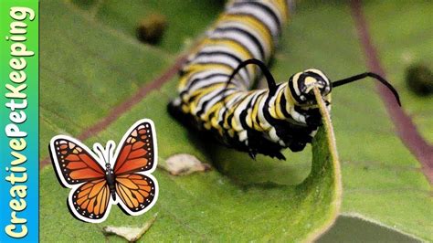 How To Raise A Caterpillar Into A Butterfly 🦋 Save The Monarchs Youtube