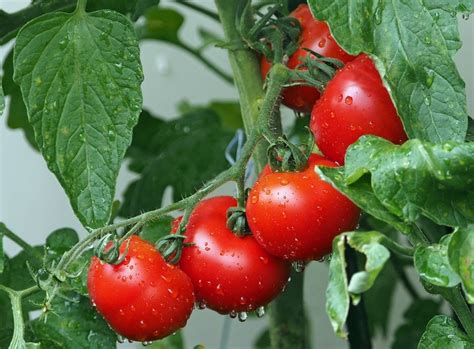 There are 4 secrets to grow tomatoes successfully: The Best Fertilizer for Tomatoes at Different Stages of ...