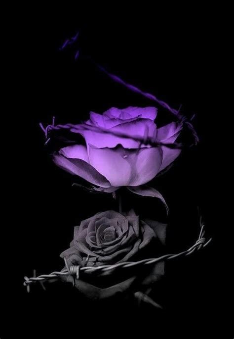 Purple And Black Roses Flowers Purple Roses Rose Art Gothic Wallpaper