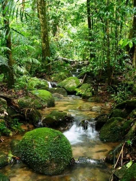 Gorgeous Scenery Beautiful Places Amazing Nature Amazon Forest