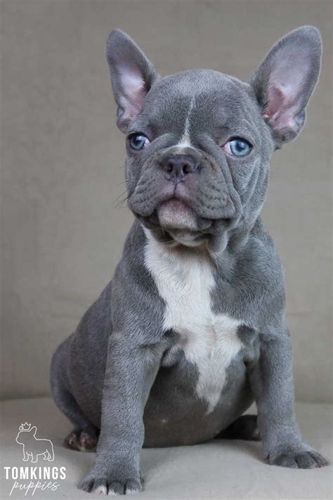 Lilac French Bulldog Tomkings Kennel