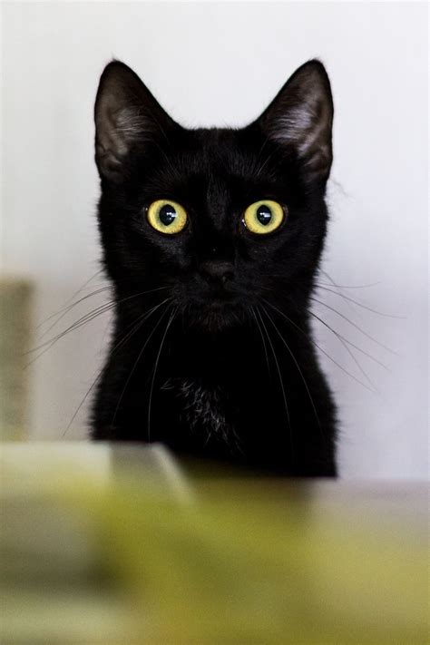 Big Eyed Black Kitten Cats Pretty Cats Cat Care