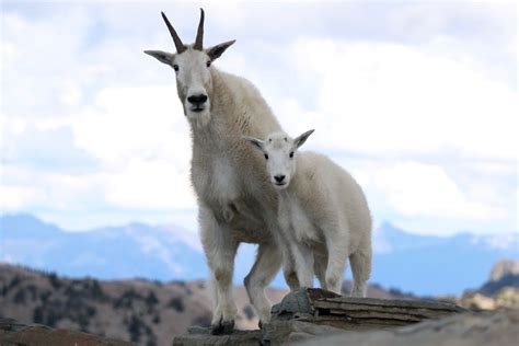 Mountain Goat Image Tops Scotchman Peaks Photo Contest Winners The