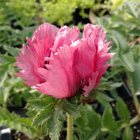 Papaver Pink Ruffles Buy Poppy Oriental Perennials Online