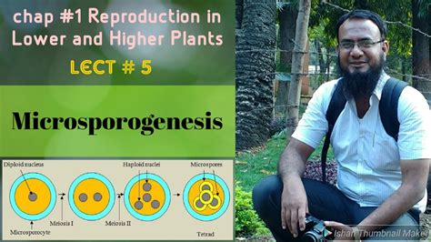 Microsporogenesis Reproduction In Lower And Higher Plants Class 12