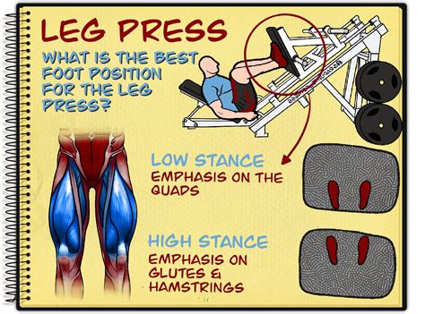 Seated Leg Press Muscles Worked