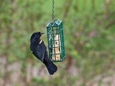 How can i get rid of starlings and at the same time encourage other birds to return? Get rid of grackles, blackbirds & starlings at your feeder ...