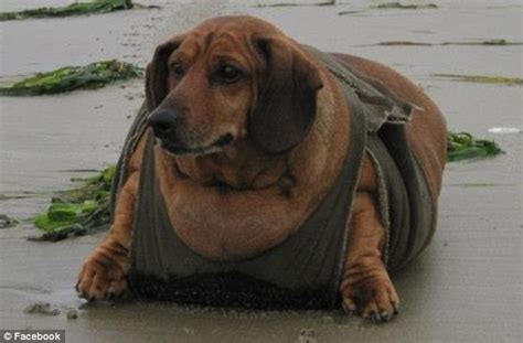 Obie The Formerly Obese Dachshund Shows Off 40 Pound Weight Loss