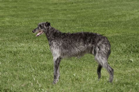 The scottish deerhound is best described as a large greyhound cloaked in a wiry coat. Deerhound Dog Breed Information, Buying Advice, Photos and ...