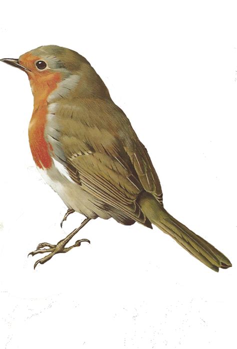 European Robin Bird Png Image Hq Png Arts