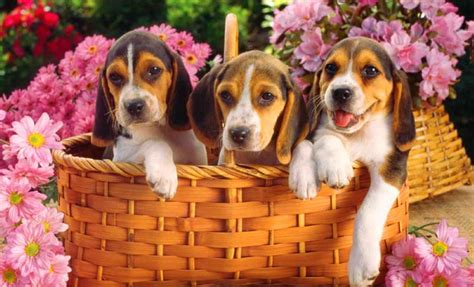 Spring Puppys Wallpapers Wallpaper Cave