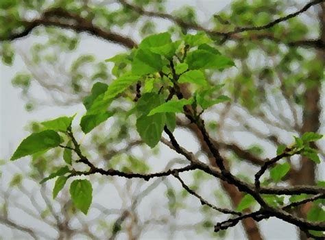 Leaves And Branches Free Stock Photo Public Domain Pictures