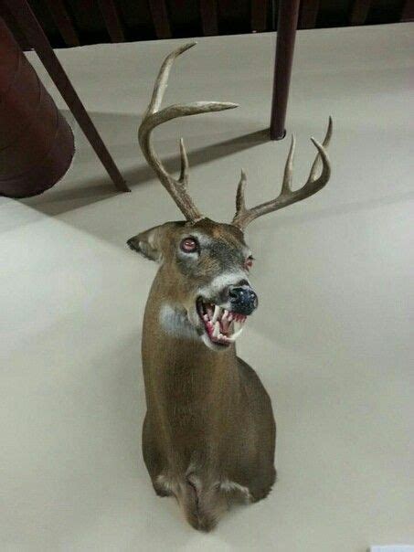 Pin By Gem Finder On Fantasy Deer Skull Art Funny Taxidermy Painted