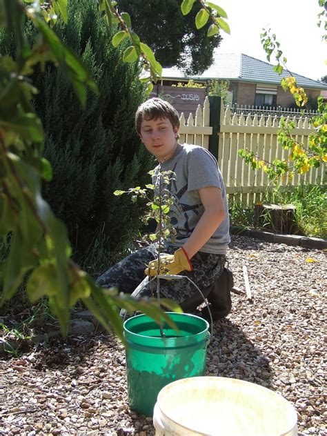 Such potting soil is a mix. Olive Trees - The Greening of Gavin