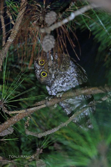 Luzon Scops Owl Tonjiandsylviasbirdlist