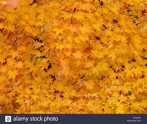 Autumn Colour In Japanese Maple Acer Palmatum Leaves Part Of The Uk