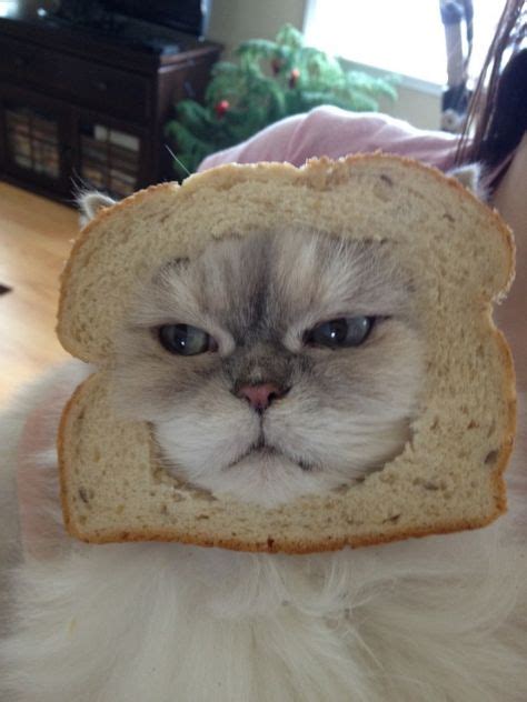 110 Cat Bread Ideas Cat Bread Cats Animals