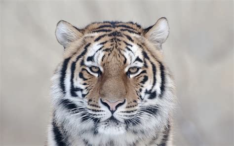 1680x1050 Tiger Face Big Cat Predator Wallpaper  Coolwallpapersme