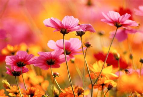 We did not find results for: Growing Different Types of Flowers: Annuals, Perennials ...