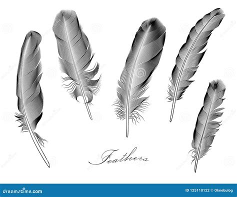 A Set Of Stylized Feathers Vector Illustration Stock Vector