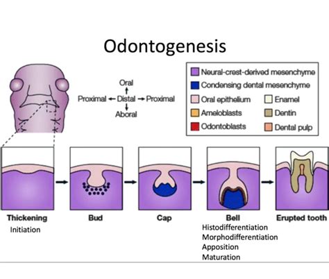Tooth Development And Eruption Odontogenesis Odontovida