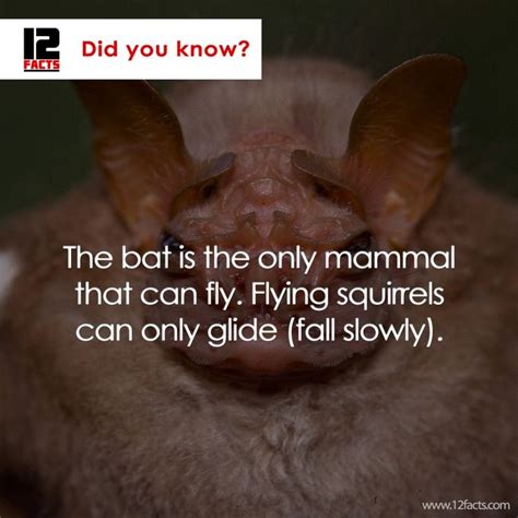 Did You Know Mind Blowing Facts About Bat Mind Blowing