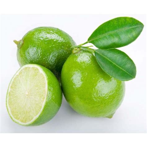Lime Citrus Aurantifolia
