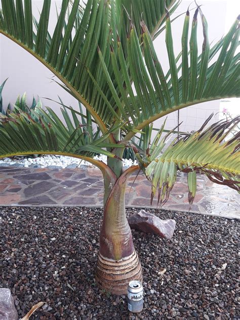 Bottle or spindle - DISCUSSING PALM TREES WORLDWIDE - PalmTalk