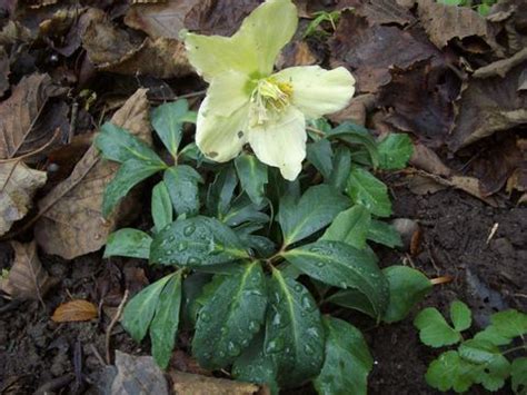 For example, this brazilian coastal plant (which is also known. Christmas rose facts and health benefits