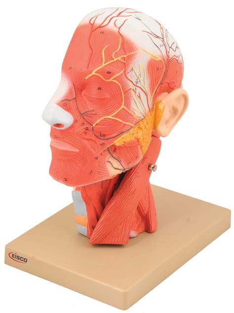 The Model Comprehensively Showcases The Human Head And Neck Muscles