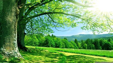 Green Nautre Tree Sky Forest Natur Wallpapers Hd Desktop And