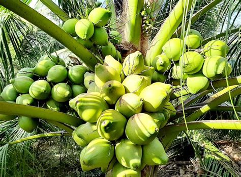 Vietnamese Fresh Coconut Maaptrade