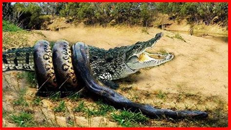 Amazing Crocodile Vs Python Fight Youtube