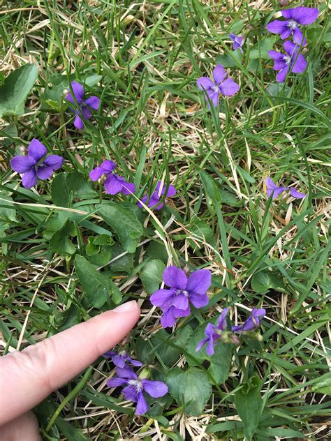 Beautiful long blooming purple flowers and purple bean pods form along this vine making it a very inviting sight to see. Small purple flowers that grow like weeds. Seem to be ...