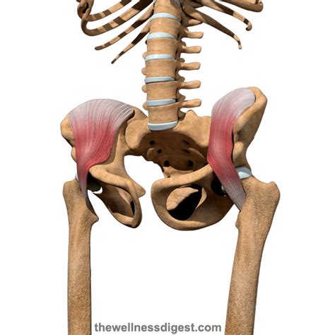 Iliopsoas Muscles Origin Insertion Action The Wellness Digest