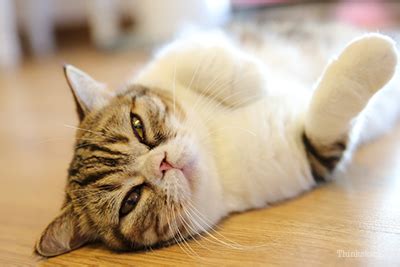 Any changes in respiration are cause for concern. Can A Blood Test Detect Cancer In Cats - CatWalls