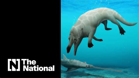Fossil Of Previously Unknown Four Legged Whale Found In Egypt Youtube