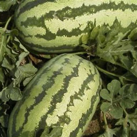 Watermelon Garden Seeds - Jubilee - 1 Oz - Non-GMO, Heirloom Vegetable ...