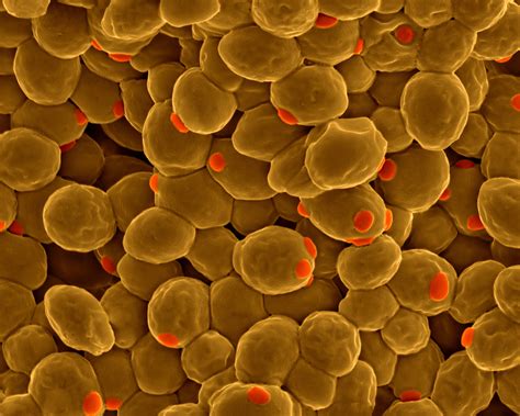 Scientists Closer To Creating A Fully Synthetic Yeast Genome Npr