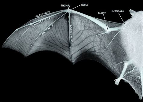 an image of a bat with labels on it s wings and the main parts labeled