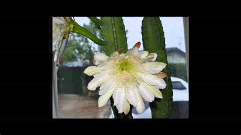 We found one dictionary with english definitions that includes the word queen of the night cactus: Cereus Cactus - Queen of the Night - YouTube