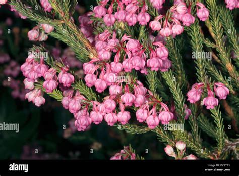 Close Up Of Berry Heath Berry Flowered Heath Flowers Erica Baccans