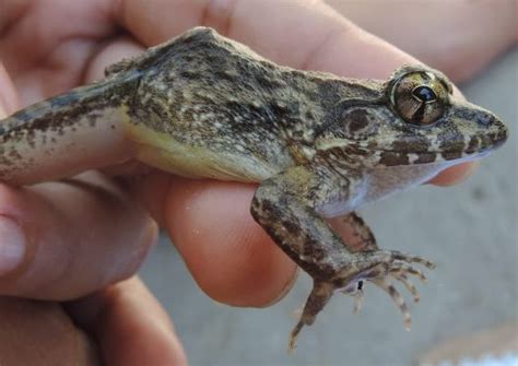 A Frog That Gives Birth To Tadpoles The Australian Museum Blog
