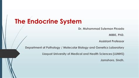 Solution The Endocrine System Studypool